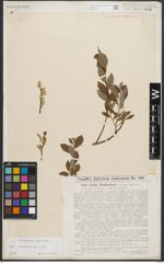 Foto von Salix starkeana Willd.